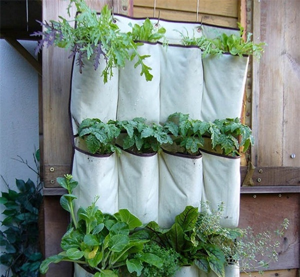 Tự trồng rau sạch mà không biết những mẹo làm vườn này thì quá phí-10