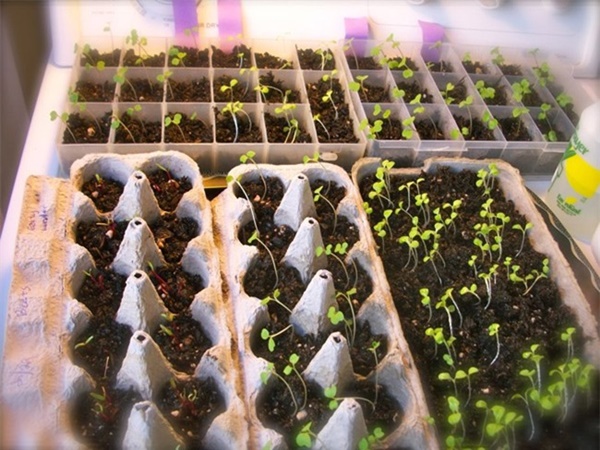 Tự trồng rau sạch mà không biết những mẹo làm vườn này thì quá phí-11