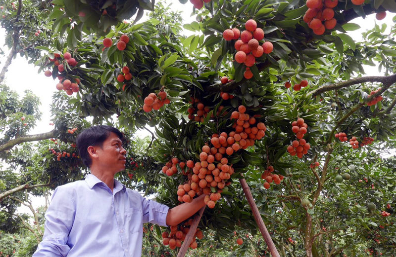 Ba mươi năm, lão nông Sán Dìu tạo quả vải thiều đắt nhất Việt Nam-5
