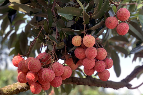 Mỗi năm 1 mùa trắng đêm, đại gia chân đất chia nhau đếm 4.000 tỷ-4