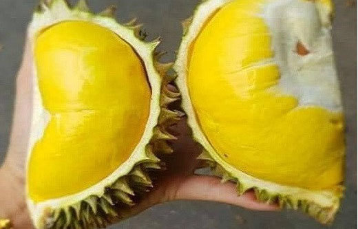 Thực hư sầu riêng mini Thái Lan, múi dày siêu ngon 50.000 đồng/quả-1