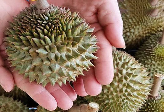 Thực hư sầu riêng mini Thái Lan, múi dày siêu ngon 50.000 đồng/quả-2