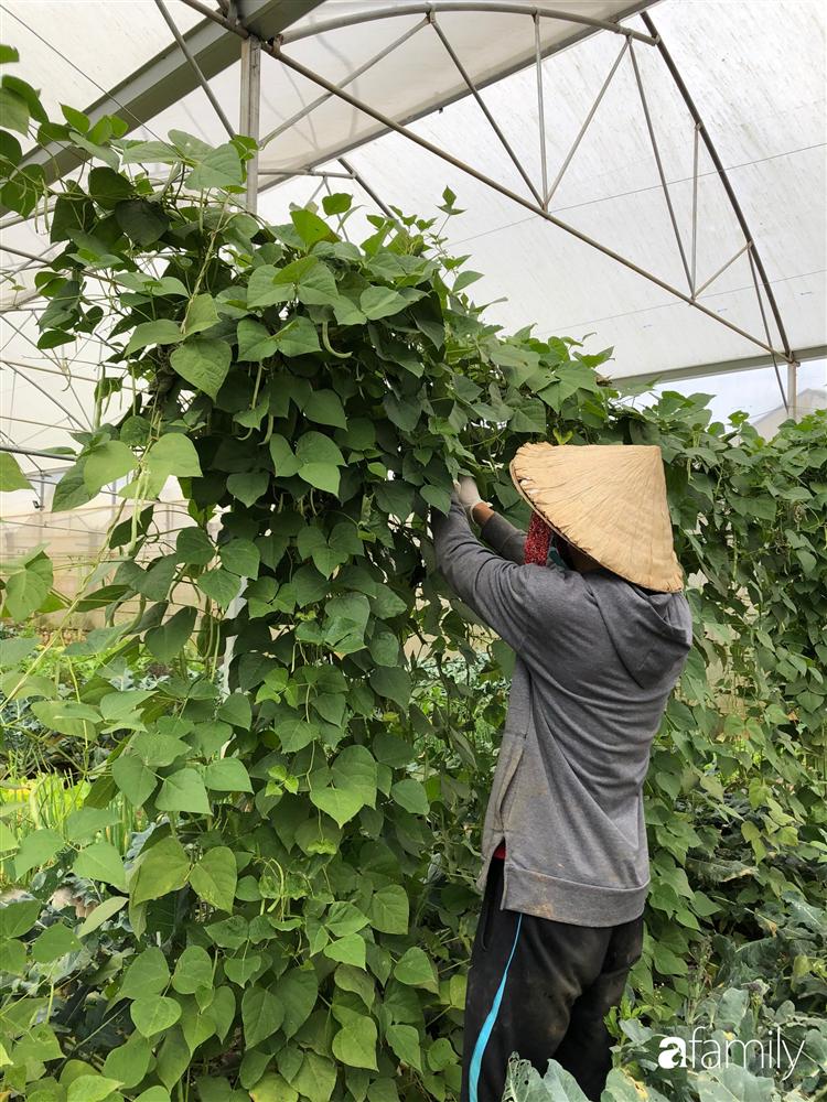 Rời thành phố cùng tương lai trở thành luật sư, chàng trai 9x về Đà Lạt gây dựng giấc mơ làm nông nghiệp sạch-5