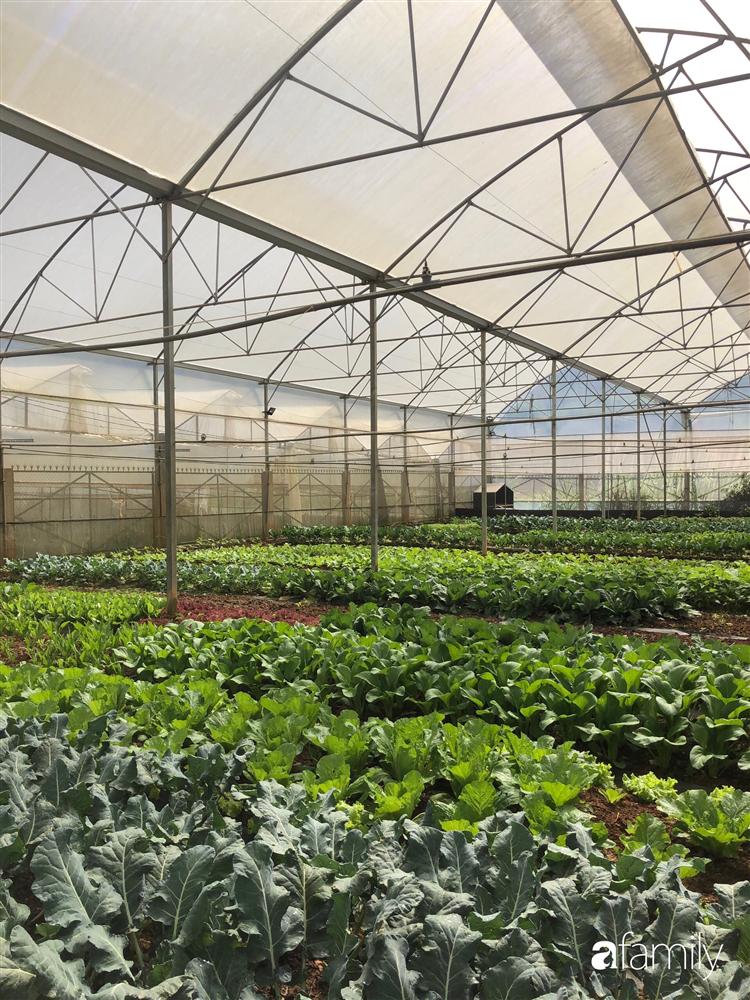 Rời thành phố cùng tương lai trở thành luật sư, chàng trai 9x về Đà Lạt gây dựng giấc mơ làm nông nghiệp sạch-6