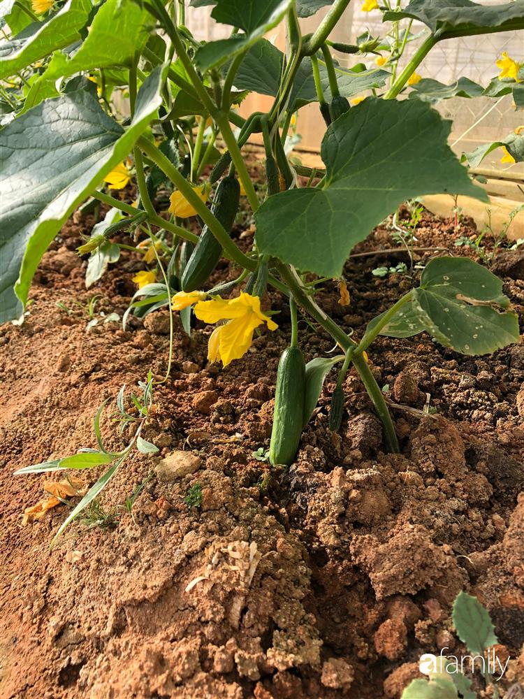 Rời thành phố cùng tương lai trở thành luật sư, chàng trai 9x về Đà Lạt gây dựng giấc mơ làm nông nghiệp sạch-7