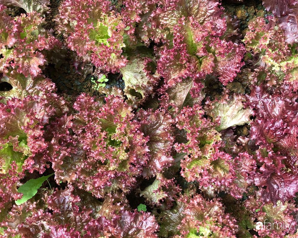 Rời thành phố cùng tương lai trở thành luật sư, chàng trai 9x về Đà Lạt gây dựng giấc mơ làm nông nghiệp sạch-8