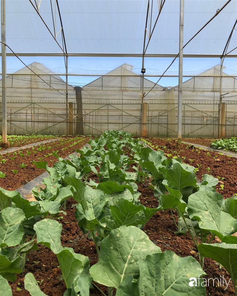 Rời thành phố cùng tương lai trở thành luật sư, chàng trai 9x về Đà Lạt gây dựng giấc mơ làm nông nghiệp sạch-10