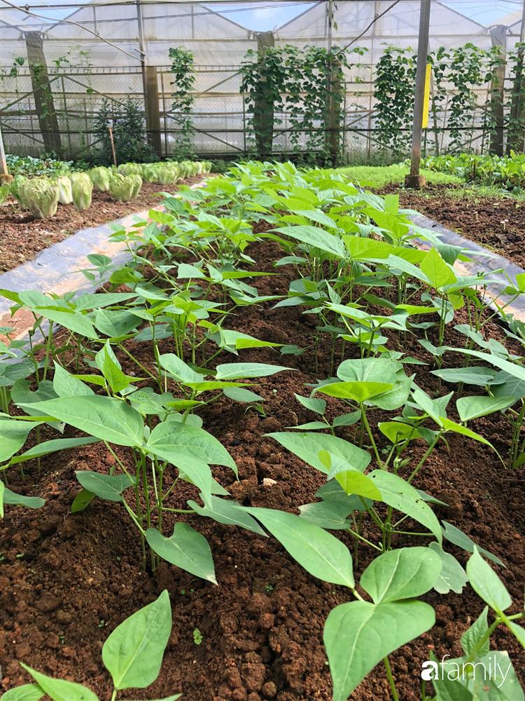 Rời thành phố cùng tương lai trở thành luật sư, chàng trai 9x về Đà Lạt gây dựng giấc mơ làm nông nghiệp sạch-11