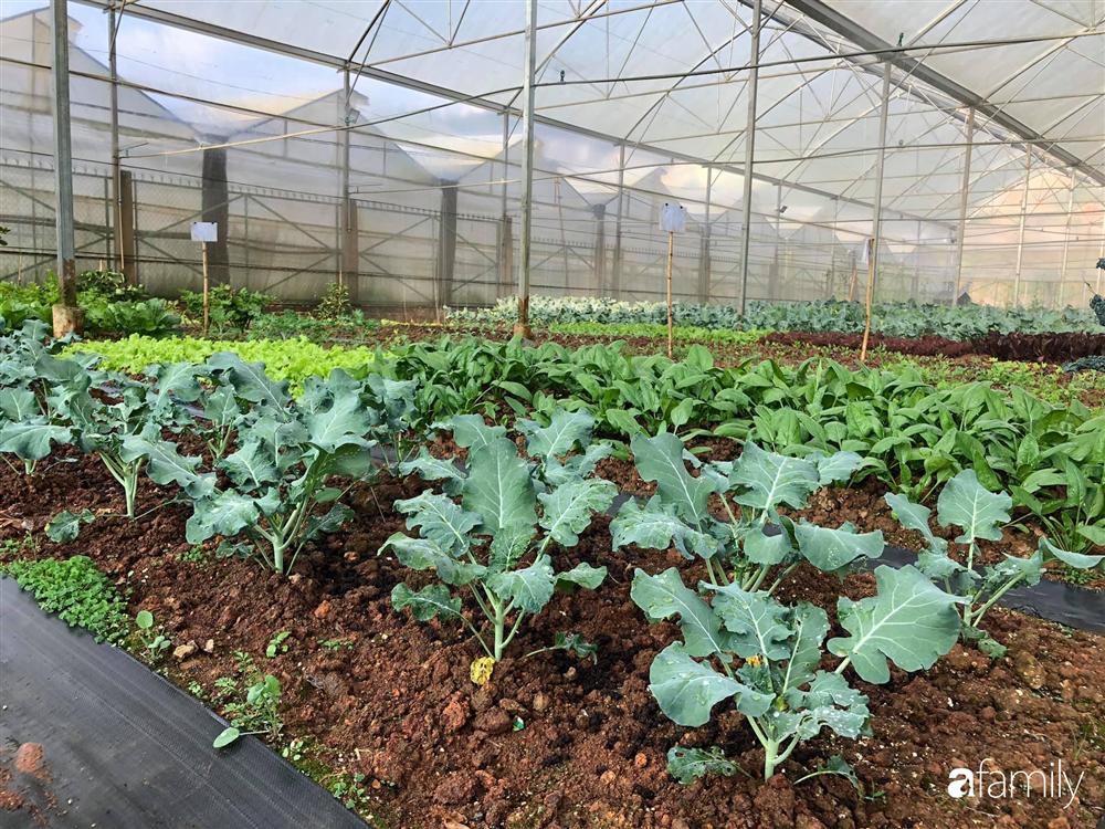 Rời thành phố cùng tương lai trở thành luật sư, chàng trai 9x về Đà Lạt gây dựng giấc mơ làm nông nghiệp sạch-12