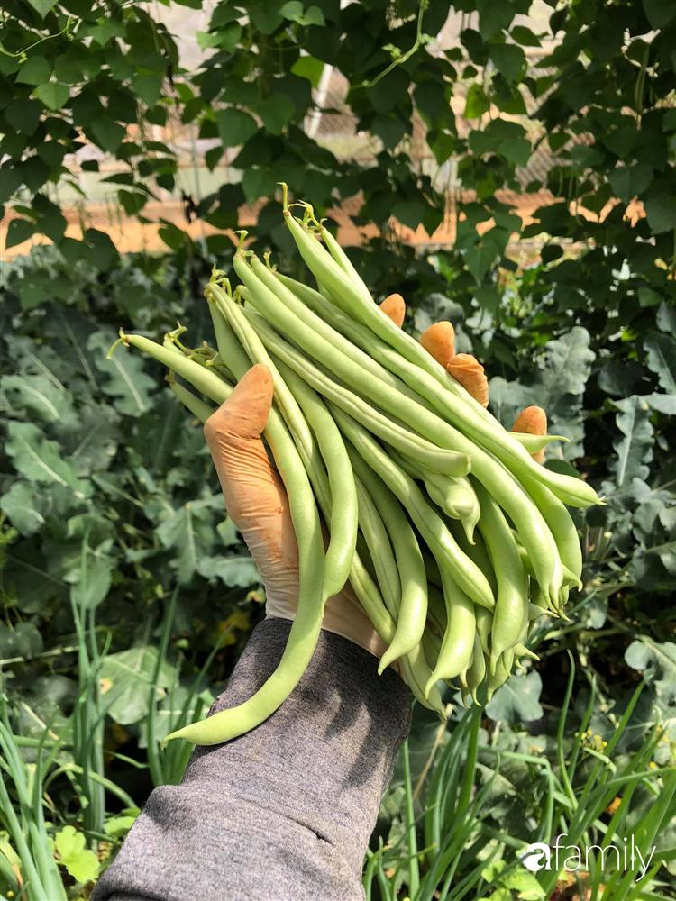 Rời thành phố cùng tương lai trở thành luật sư, chàng trai 9x về Đà Lạt gây dựng giấc mơ làm nông nghiệp sạch-14