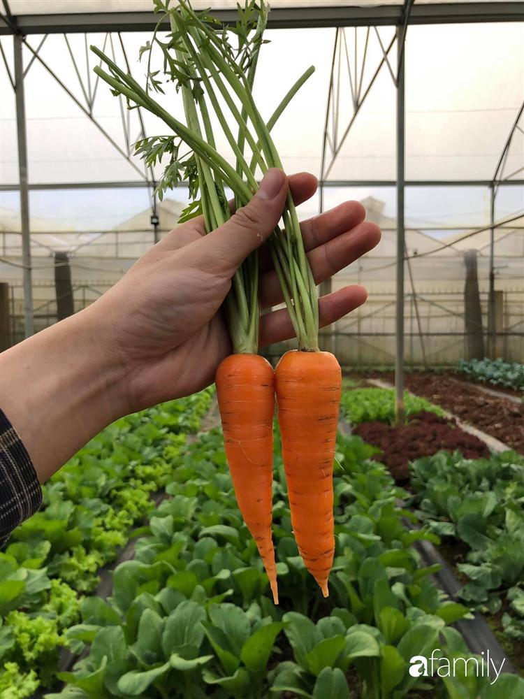 Rời thành phố cùng tương lai trở thành luật sư, chàng trai 9x về Đà Lạt gây dựng giấc mơ làm nông nghiệp sạch-15