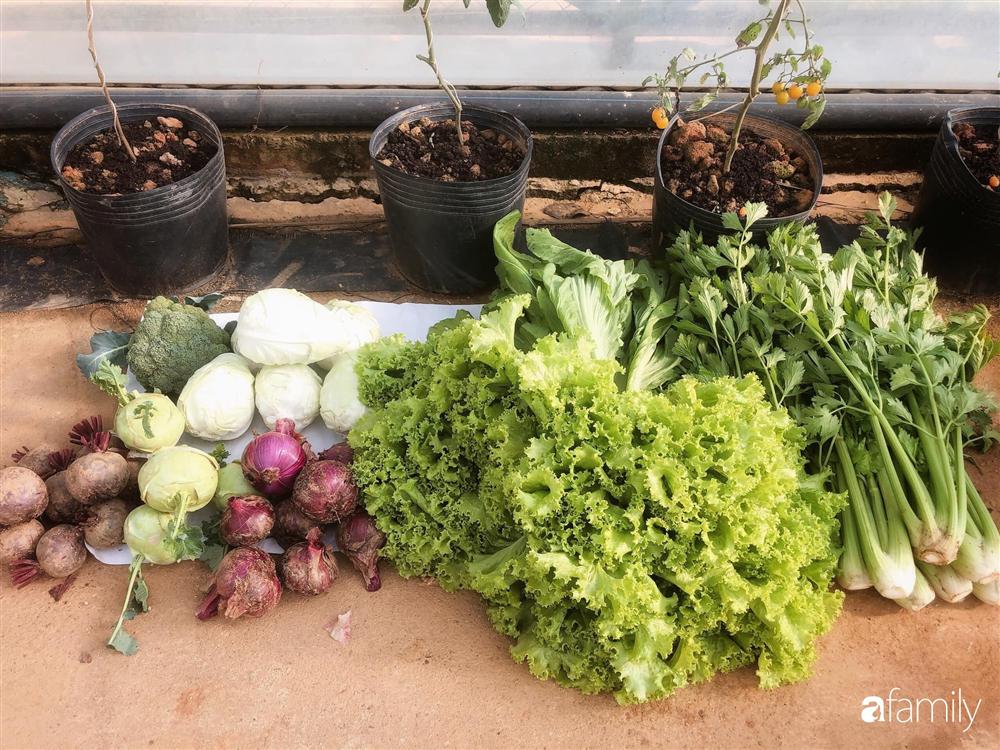 Rời thành phố cùng tương lai trở thành luật sư, chàng trai 9x về Đà Lạt gây dựng giấc mơ làm nông nghiệp sạch-16