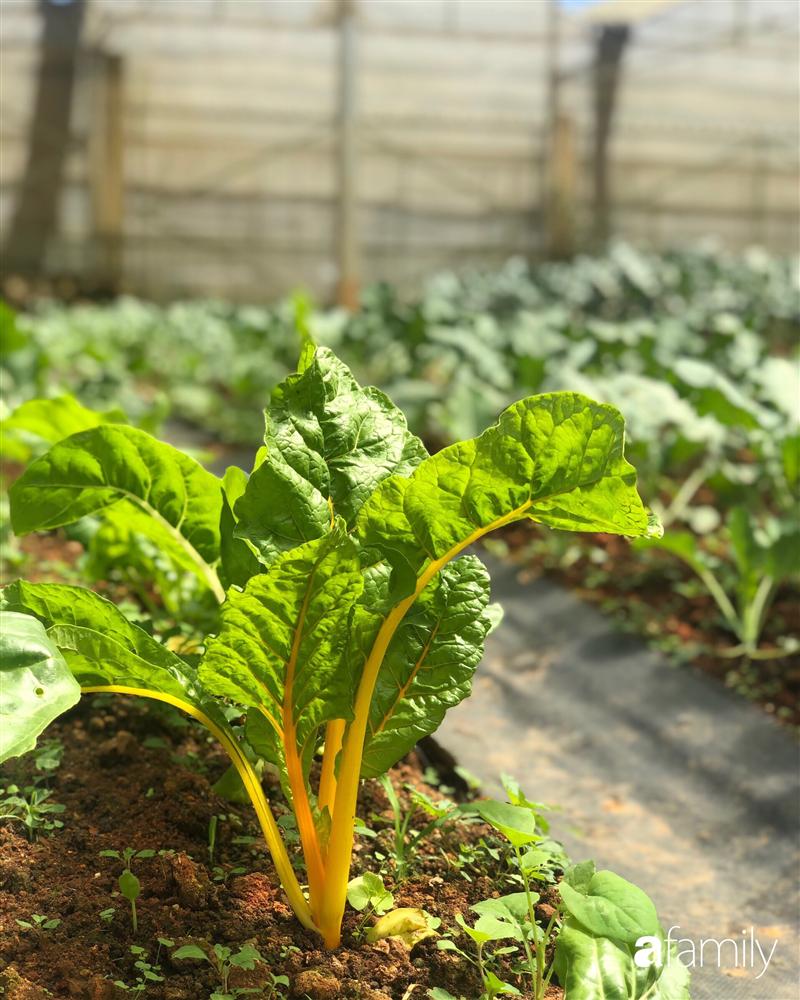 Rời thành phố cùng tương lai trở thành luật sư, chàng trai 9x về Đà Lạt gây dựng giấc mơ làm nông nghiệp sạch-17