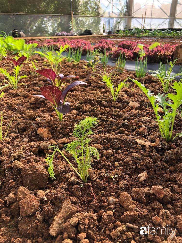 Rời thành phố cùng tương lai trở thành luật sư, chàng trai 9x về Đà Lạt gây dựng giấc mơ làm nông nghiệp sạch-18