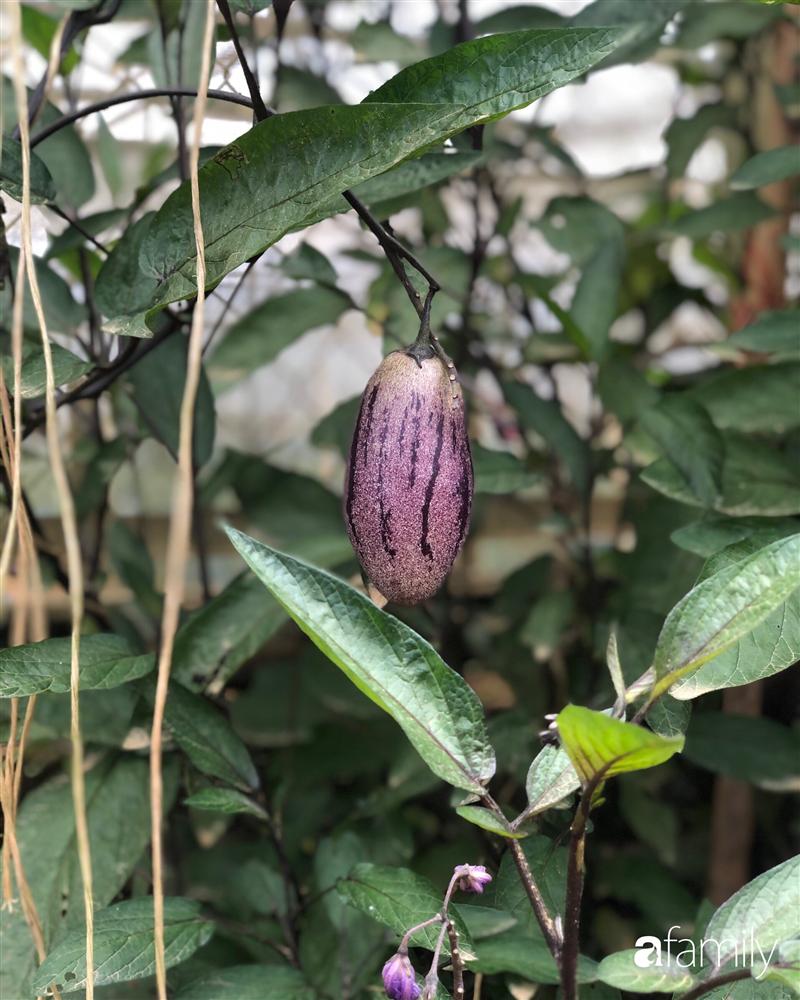 Rời thành phố cùng tương lai trở thành luật sư, chàng trai 9x về Đà Lạt gây dựng giấc mơ làm nông nghiệp sạch-19