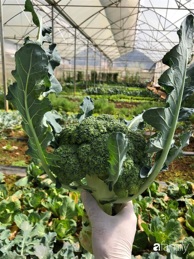 Rời thành phố cùng tương lai trở thành luật sư, chàng trai 9x về Đà Lạt gây dựng giấc mơ làm nông nghiệp sạch-20