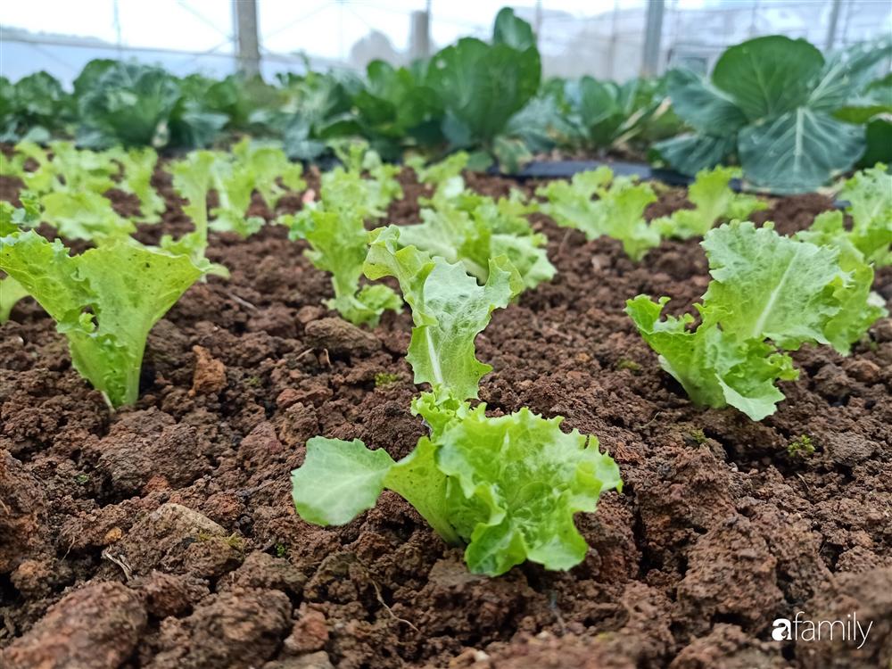 Rời thành phố cùng tương lai trở thành luật sư, chàng trai 9x về Đà Lạt gây dựng giấc mơ làm nông nghiệp sạch-23