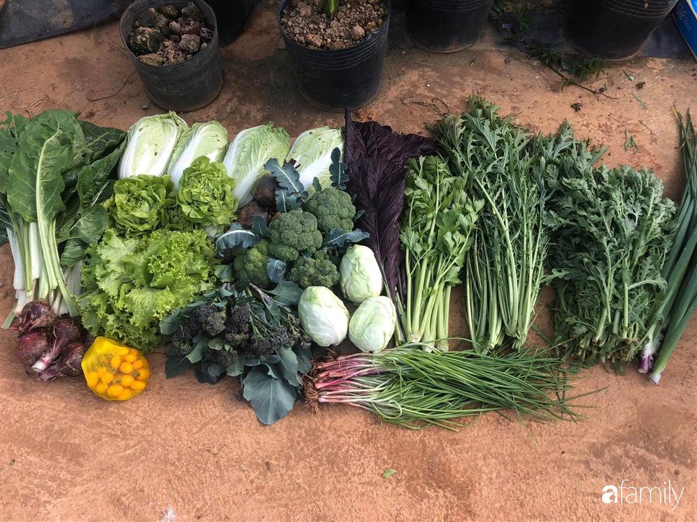 Rời thành phố cùng tương lai trở thành luật sư, chàng trai 9x về Đà Lạt gây dựng giấc mơ làm nông nghiệp sạch-24