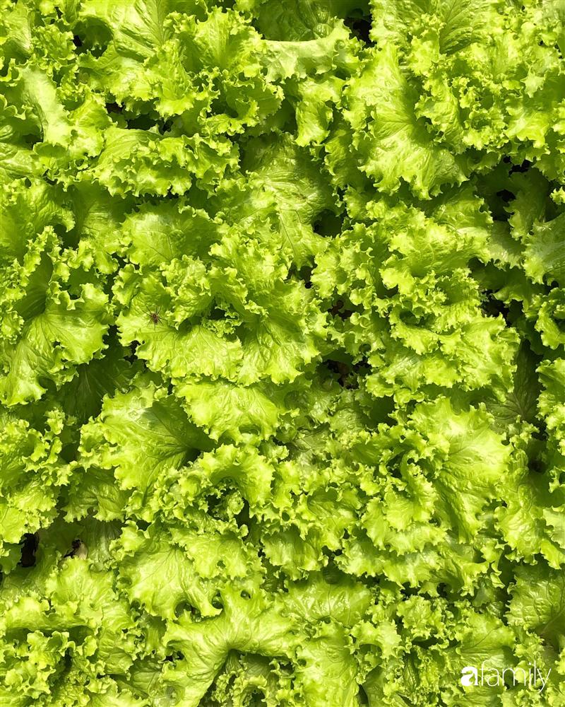 Rời thành phố cùng tương lai trở thành luật sư, chàng trai 9x về Đà Lạt gây dựng giấc mơ làm nông nghiệp sạch-26