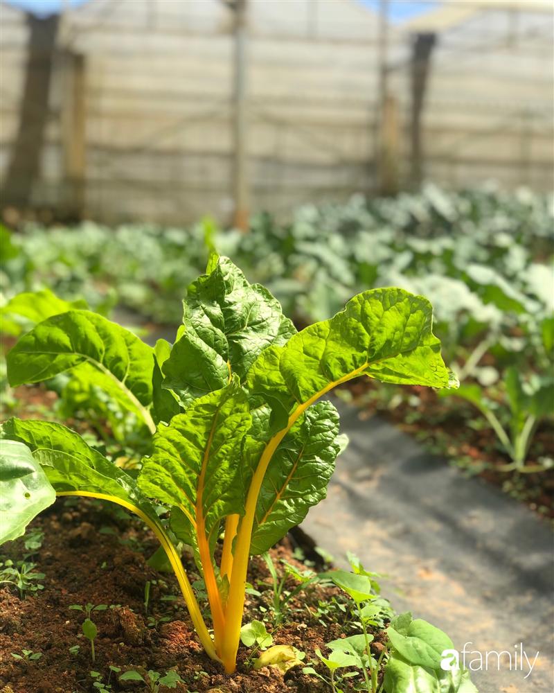 Rời thành phố cùng tương lai trở thành luật sư, chàng trai 9x về Đà Lạt gây dựng giấc mơ làm nông nghiệp sạch-27