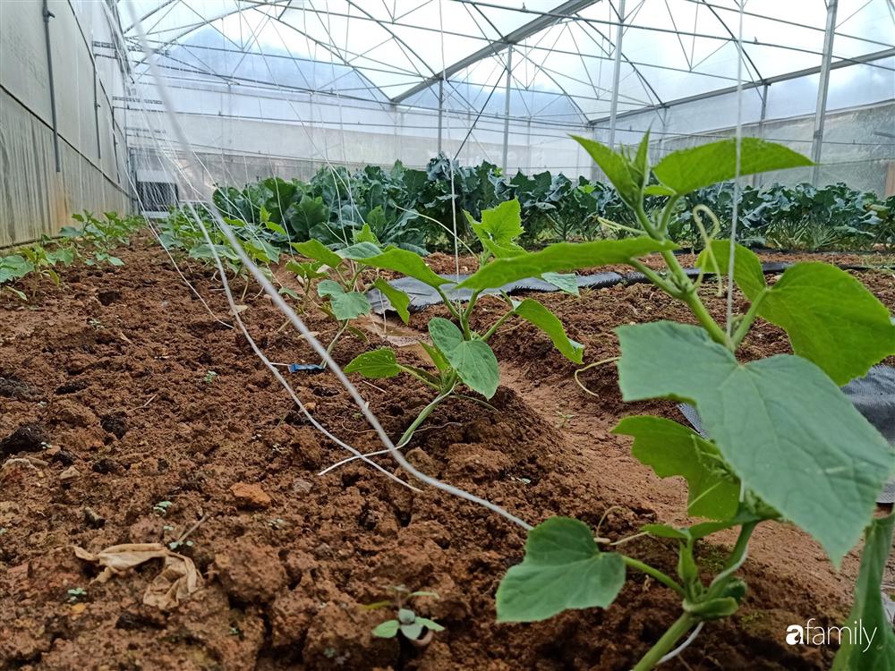 Rời thành phố cùng tương lai trở thành luật sư, chàng trai 9x về Đà Lạt gây dựng giấc mơ làm nông nghiệp sạch-28