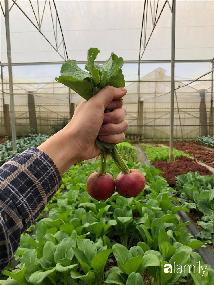 Rời thành phố cùng tương lai trở thành luật sư, chàng trai 9x về Đà Lạt gây dựng giấc mơ làm nông nghiệp sạch-29
