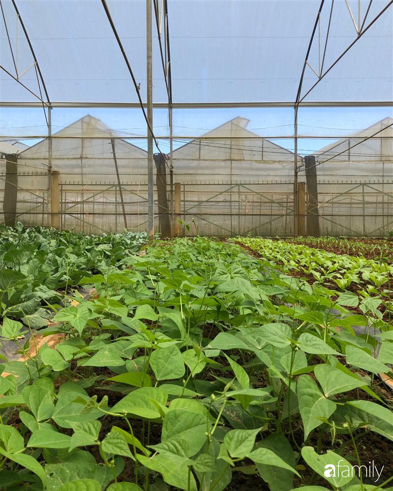 Rời thành phố cùng tương lai trở thành luật sư, chàng trai 9x về Đà Lạt gây dựng giấc mơ làm nông nghiệp sạch-30