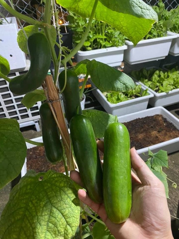 Khu vườn trĩu trái trên sân thượng của ca sĩ Phạm Trưởng-10