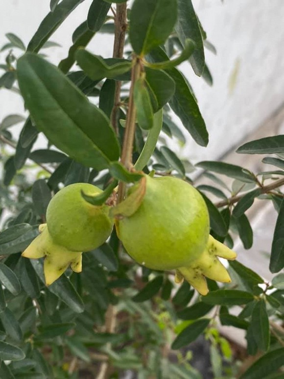 Khu vườn trĩu trái trên sân thượng của ca sĩ Phạm Trưởng-13