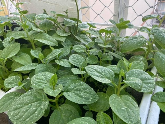 Khu vườn trĩu trái trên sân thượng của ca sĩ Phạm Trưởng-14