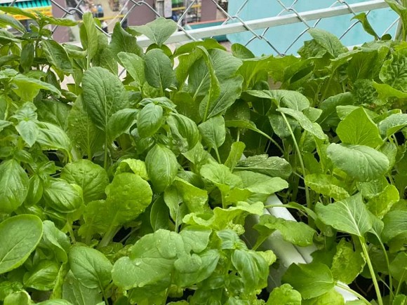 Khu vườn trĩu trái trên sân thượng của ca sĩ Phạm Trưởng-16