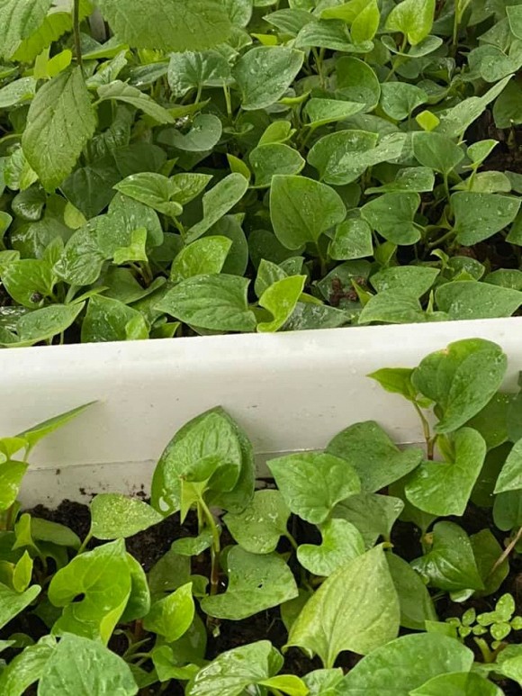 Khu vườn trĩu trái trên sân thượng của ca sĩ Phạm Trưởng-18