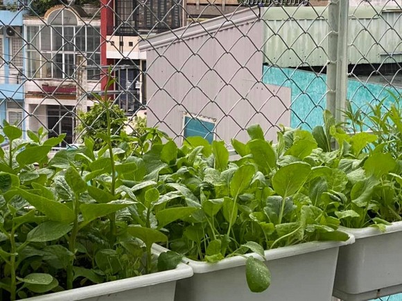 Khu vườn trĩu trái trên sân thượng của ca sĩ Phạm Trưởng-19