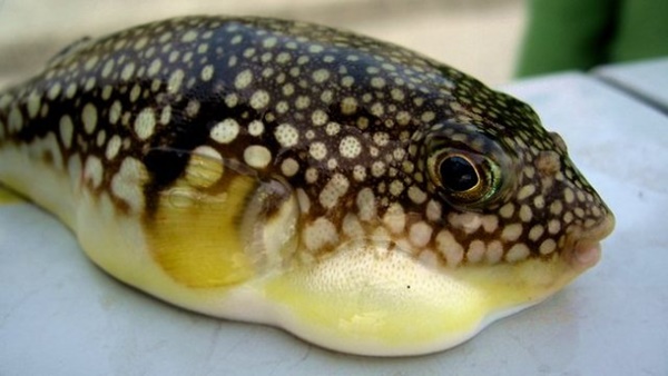 Đi tắm biển, ăn đồ biển, cần tránh xa những loại hải sản và sinh vật biển cực độc có thể gây chết người này-1