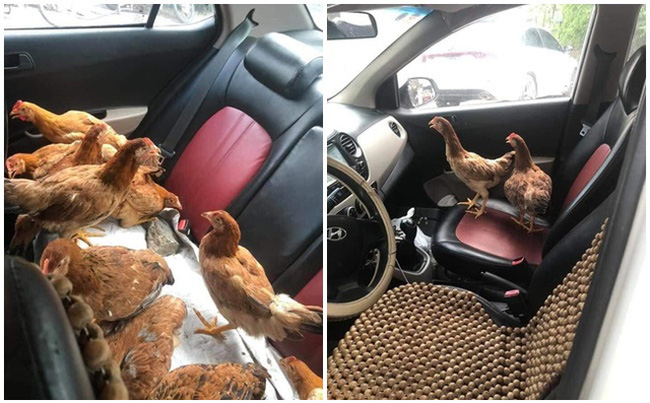 Cả đàn gà thoải mái ngồi trong ô tô điều hòa mát lạnh khiến người đi đường tròn mắt ngạc nhiên-1