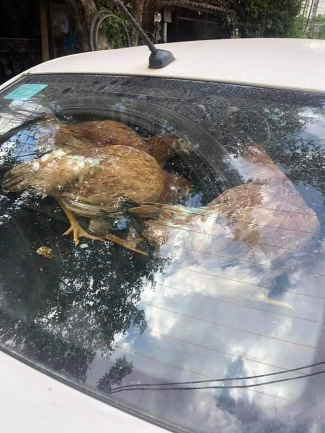 Cả đàn gà thoải mái ngồi trong ô tô điều hòa mát lạnh khiến người đi đường tròn mắt ngạc nhiên-2