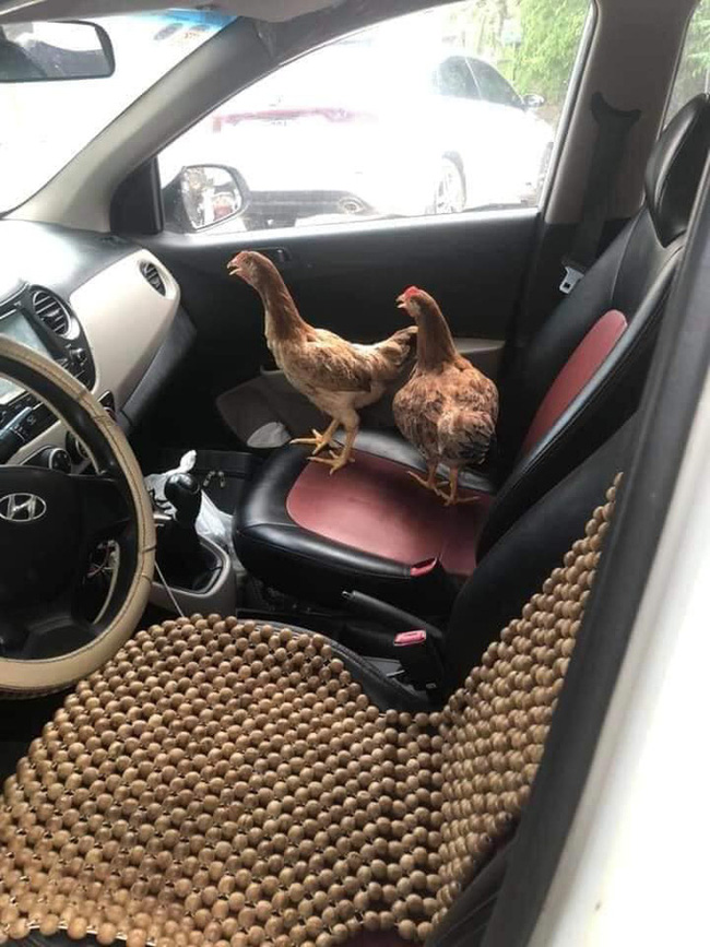 Cả đàn gà thoải mái ngồi trong ô tô điều hòa mát lạnh khiến người đi đường tròn mắt ngạc nhiên-3