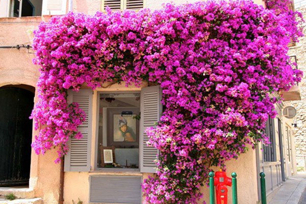 Sốt trước vẻ đẹp của cây hoa giấy ngũ sắc giá hơn nửa tỷ đồng-2