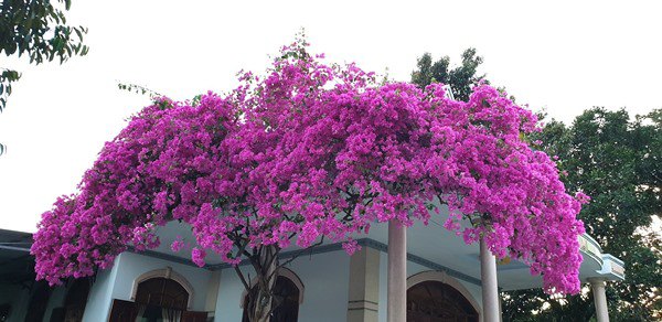 Ngỡ ngàng trước những giàn hoa giấy ôm trọn mái nhà, ai đi qua cũng phải ngước nhìn-7