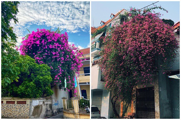 Ngỡ ngàng trước những giàn hoa giấy ôm trọn mái nhà, ai đi qua cũng phải ngước nhìn-10