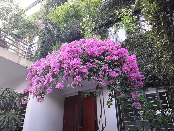 Ngỡ ngàng trước những giàn hoa giấy ôm trọn mái nhà, ai đi qua cũng phải ngước nhìn-11