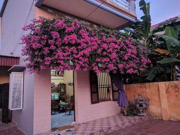 Ngỡ ngàng trước những giàn hoa giấy ôm trọn mái nhà, ai đi qua cũng phải ngước nhìn-2