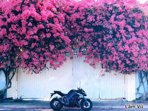 Ngỡ ngàng trước những giàn hoa giấy ôm trọn mái nhà, ai đi qua cũng phải ngước nhìn-4