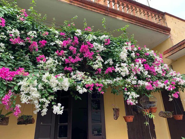 Ngỡ ngàng trước những giàn hoa giấy ôm trọn mái nhà, ai đi qua cũng phải ngước nhìn-6