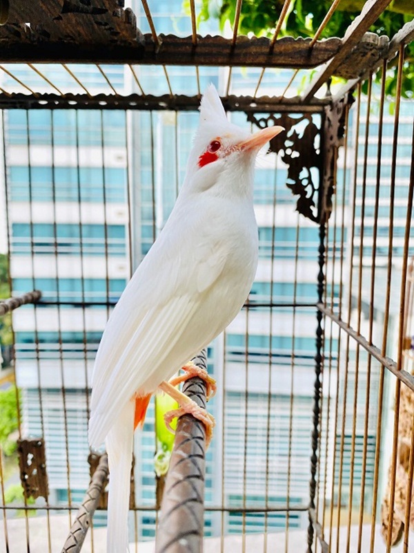 Chim Khướu: Đặc điểm, phân loại, cách nuôi và chăm sóc tốt nhất