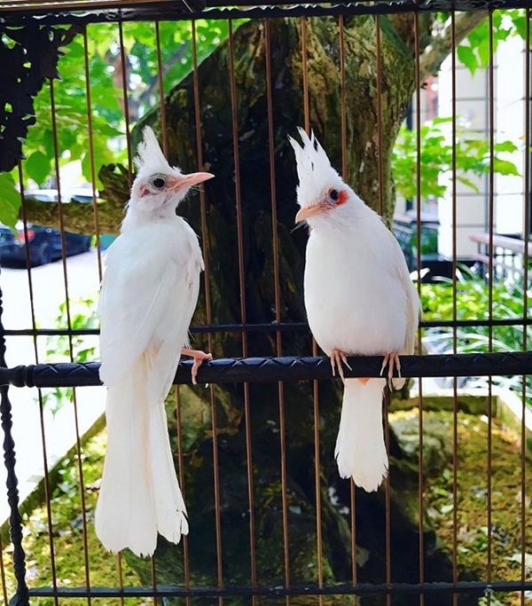 Siêu phẩm chim cảnh cực độc” của đại gia Hà Nội, trả nửa tỷ một con cũng không bán-4