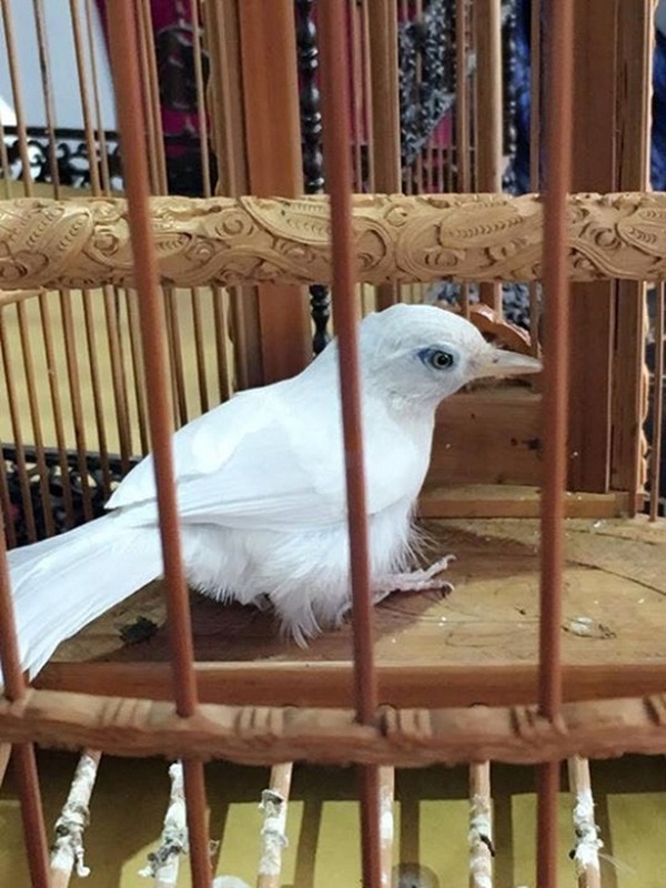 Đại gia Hà Nội cưỡi Rolls Royce, bỏ 410 triệu mua tổ chim non đột biến, hơn  10 tỷ sắm lồng