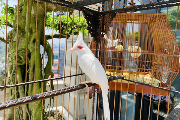 Tay cầm tiền tỷ, đại gia cũng không mua nổi chim ngũ sắc độc nhất Việt Nam-11