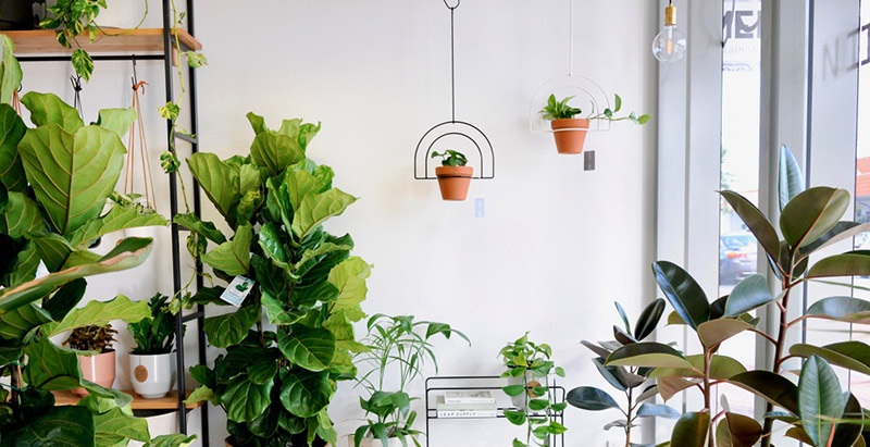 Đặt những loại cây này trong nhà, cuộc sống gia đình vừa tẻ nhạt vừa giảm vận may vì phá tan phong thủy-1