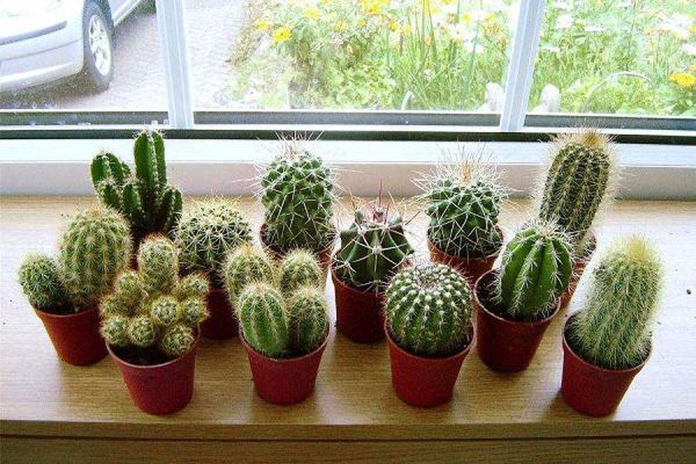 Đặt những loại cây này trong nhà, cuộc sống gia đình vừa tẻ nhạt vừa giảm vận may vì phá tan phong thủy-2